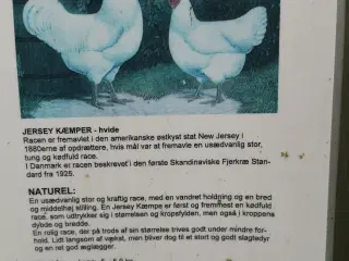 Rugeæg af Jersey Kæmper og favorolles