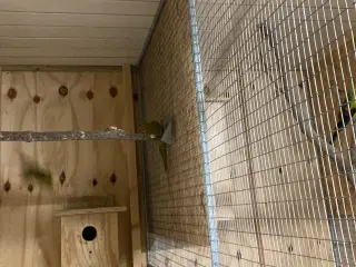 Har 2 stk Gedeparekitter hunner 150kr stk