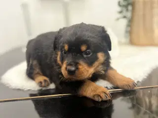 Rottweiler hvalpe 8 stk