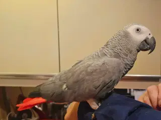 Rødhalet Grå Jacoer (avlspar)