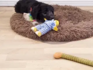 Bordoodle (Border Collie & Poodle Mix):