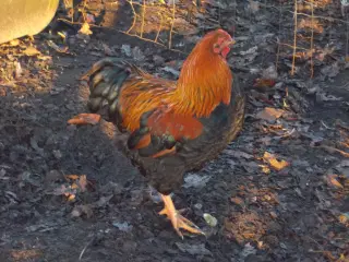 Wyandot Haner  i dværg