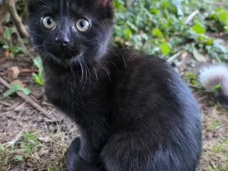 Sorte kattekillinger - hunkatte