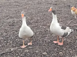 Modtager alt i fjerkræ 