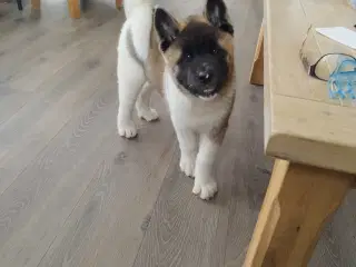 American Akita 