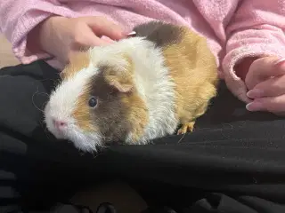 Tamme marsvin søger hyggemor