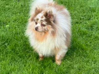 🌟 Smuk brun Merle Pomerania han 