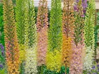 Kleopatras nål / Eremurus Mix