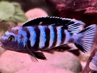  lille flok super flotte salousi malawi chihlider 