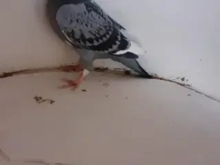 Brevduer unger DFK ringe