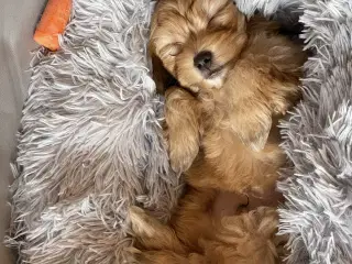 Bichon havanais hvalp.