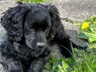 Cavapoo søger nyt hjem!
