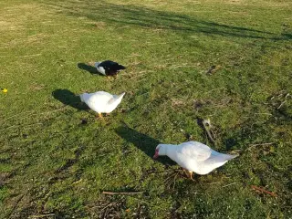 Gæs til salg til hjemmeslagtning i zone Varde.