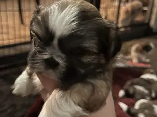 Shih Tzu hvalpe