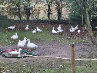 Moskusænder sælges 