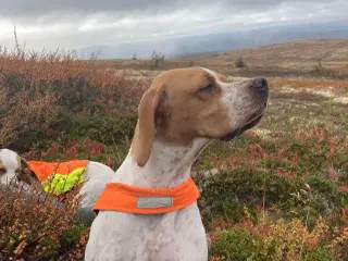 Engelsk Pointer Tæve