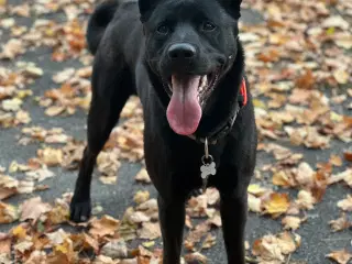 Diego søger nyt hjem 