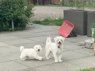 Ægte mini malteser 