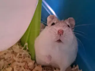 Hund Hamster