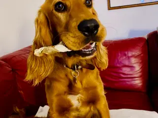 Engelsk Cocker Spaniel