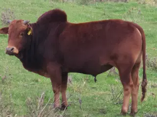 Zebu 