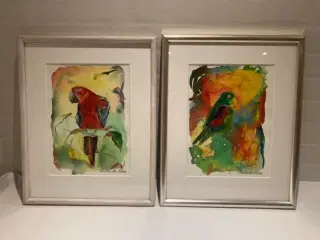 Skønne papegøje billeder