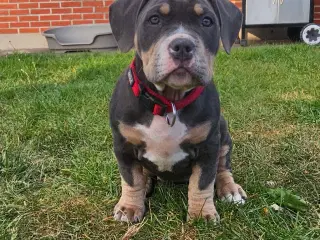 American bully 