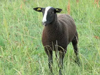 Zwartbles vædderlam, m3 + stamtavle