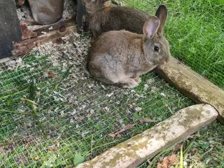 Kaniner, store blandinger