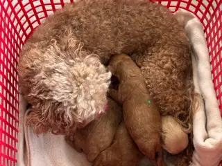 Maltipoo til efterårs ferien ?