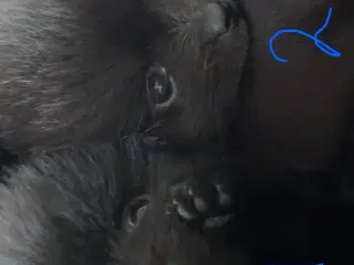Pomchi hvalpe