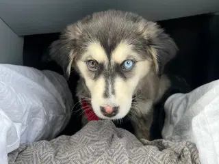 Sibirian husky hvalp 2 farve øjne