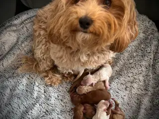 Maltipoo hvalpe 