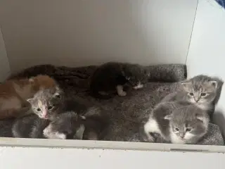 Maine coon blandings killinger sælges