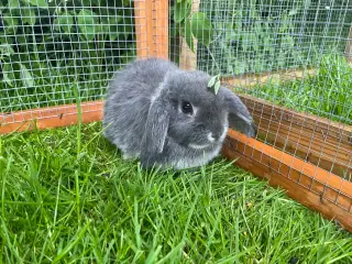 Lionlop kanin