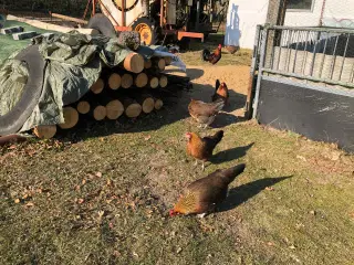 Rugeæg
