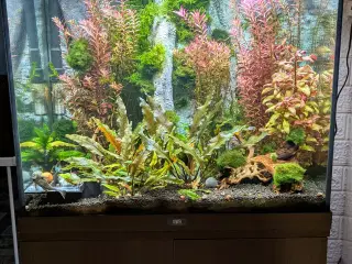 Juwel akvarie 125L