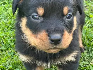 Rottweiler hvalpe 