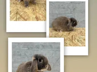 Mini lop han 