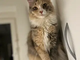 Maine coon kat