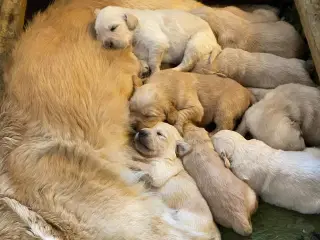 Søde Golden Retriever hvalpe