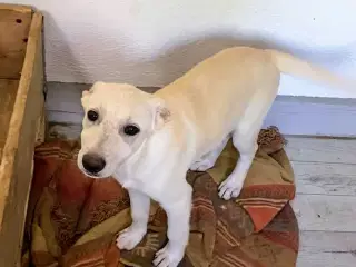 Smukke Lenni søger sit helt eget hjem🩵