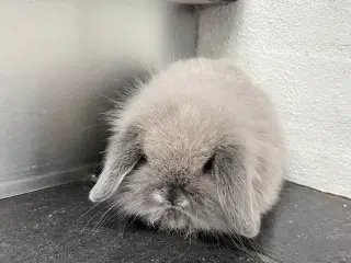 Sød lille kninunge søger nyt kærligt hjem