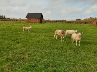 Lammekød fra Texel