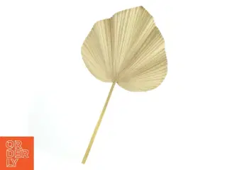 Tørrede palmeblade (str. Længde. 63 cm bredde. 34 cm)