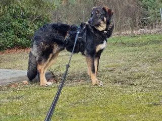 Basse søger 4ever familie💙