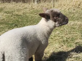 Shropshire får og lam