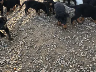 Rottweiler/schæfer hvalpe