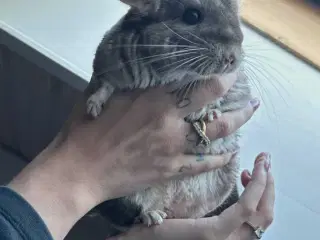 Maui 7 mdr. 🐿️