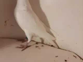 Brevdue unge med DFK ring og stantavle